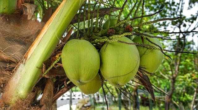 Gefahr unter Palmen: Kokosnuss-Tragödie! Bitte Vorsicht...